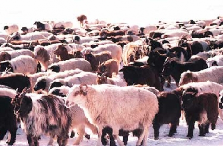 МАЛ ТООЛЛОГО НӨГӨӨДӨР ЭХЭЛНЭ